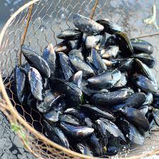 Moules fraîches